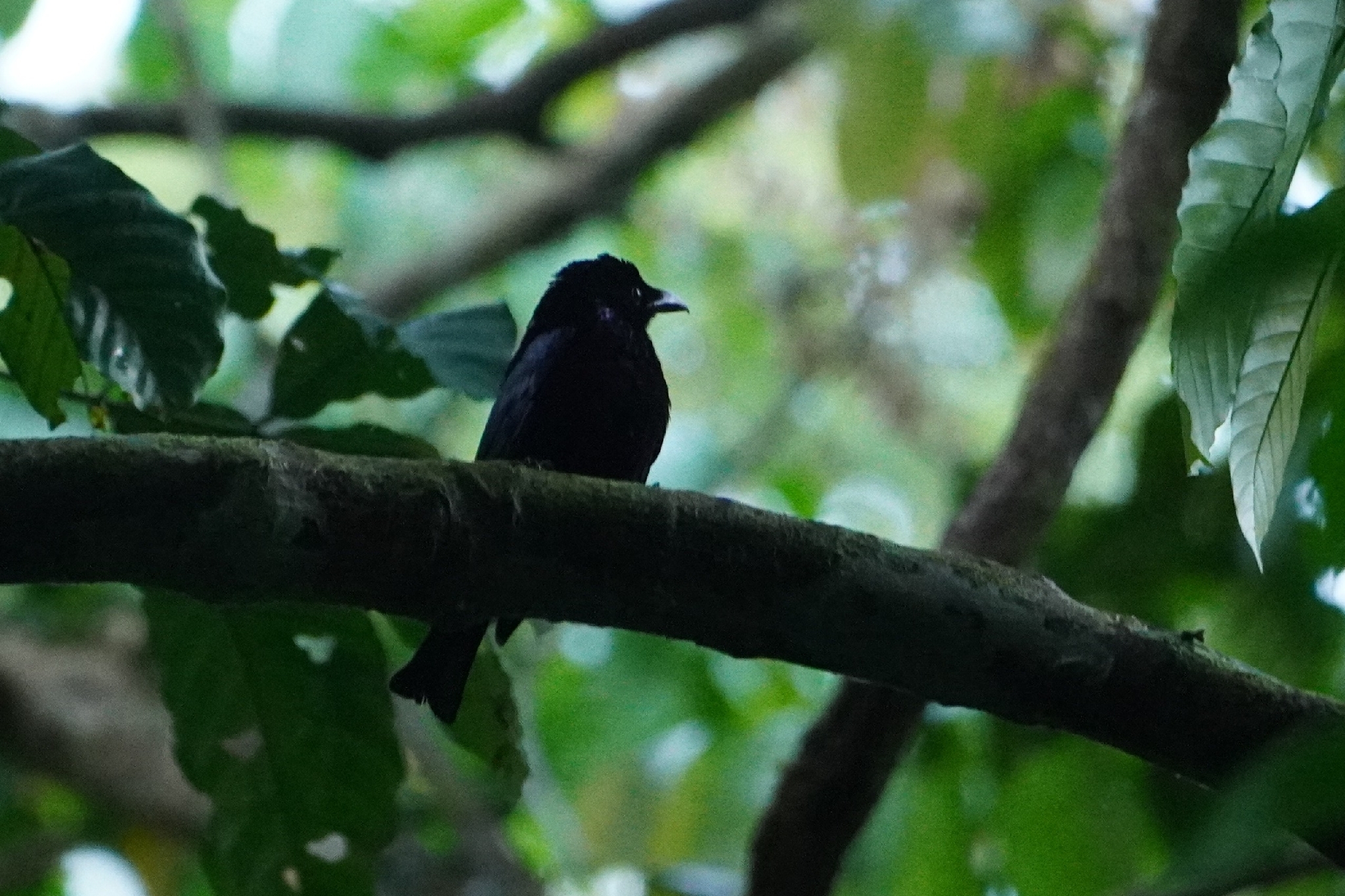 Short-tailed Drongo (Dicrurus striatus), photo 9