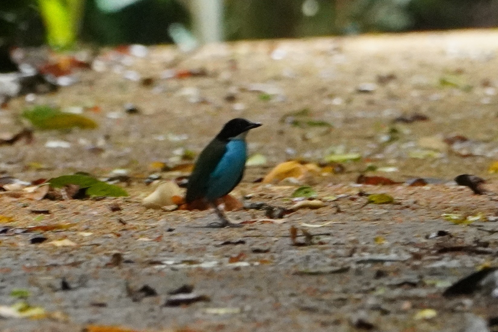 Azure-breasted Pitta (Pitta steerii), photo 1