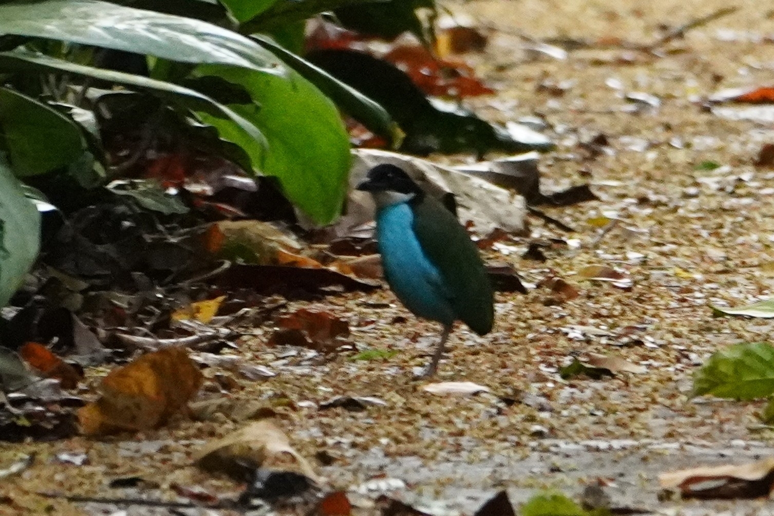 Azure-breasted Pitta (Pitta steerii), photo 2