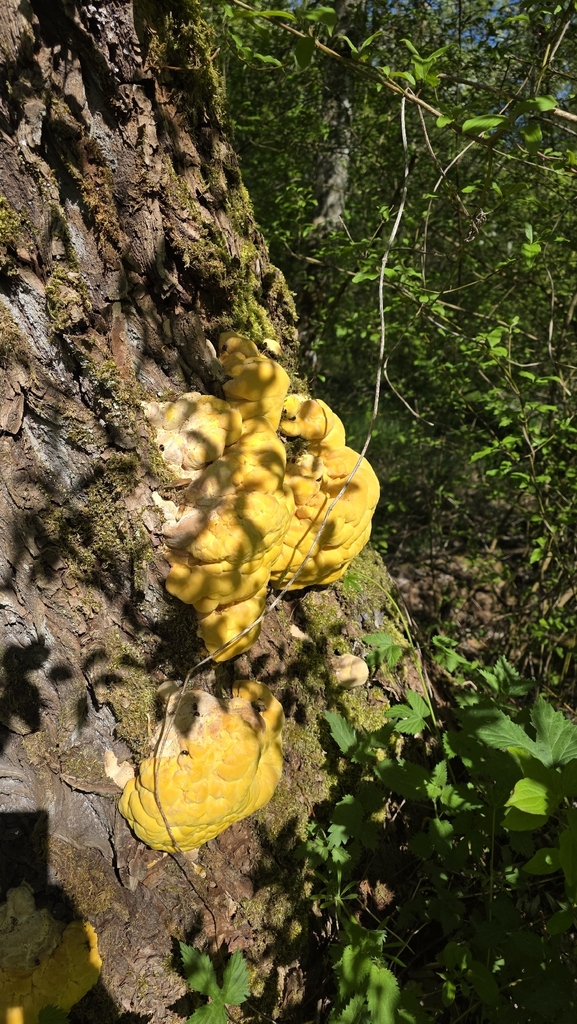 Laetiporus sulphureus · May 2026 · photo: © christoph_moning (iNaturalist, cc-by)