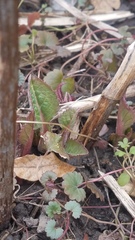 Silphium perfoliatum