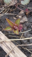 Silphium perfoliatum