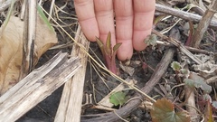 Silphium perfoliatum