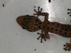 Phyllodactylus