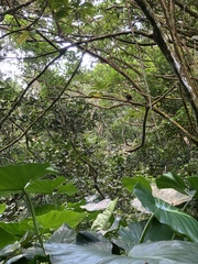 Cinclocerthia ruficauda