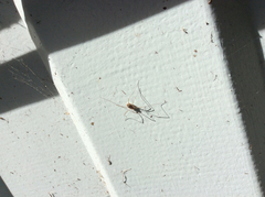Phalangium opilio