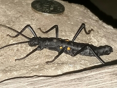 Monticomorpha unicolor