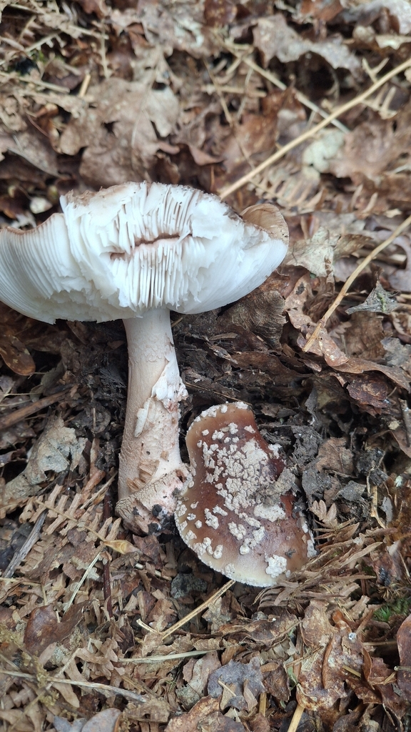 Amanita rubescens · May 2026 · photo: © cminda (iNaturalist, cc-by)