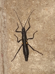 Monticomorpha unicolor
