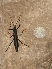 Monticomorpha unicolor