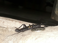 Monticomorpha unicolor