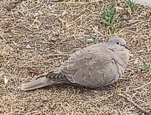 Avistamiento Streptopelia decaocto