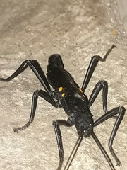 Monticomorpha unicolor