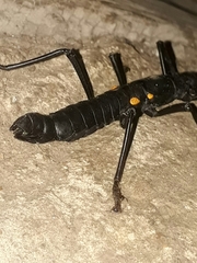 Monticomorpha unicolor