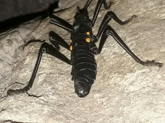 Monticomorpha unicolor