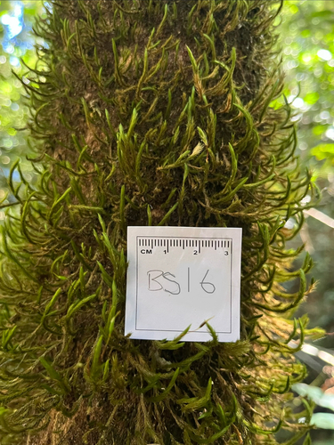 Bescherellia elegantissima observed 2026-04-15