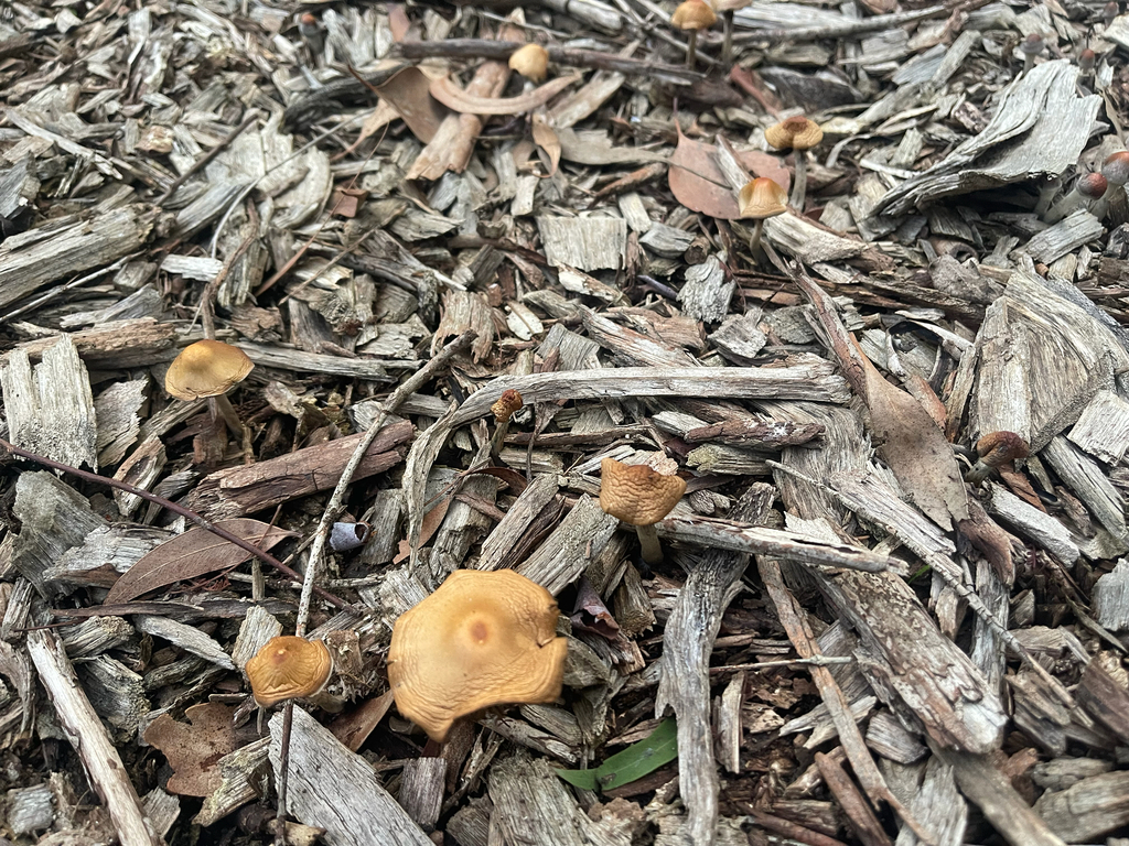 Psilocybe subaeruginosa · April 2026 · photo: © plantrant (iNaturalist, cc-by)