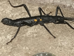 Monticomorpha unicolor