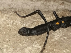 Monticomorpha unicolor