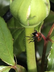 Attelabinae