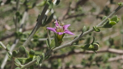 Lycium parishii