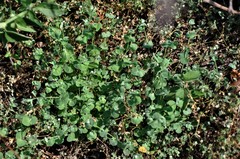Drymaria villosa