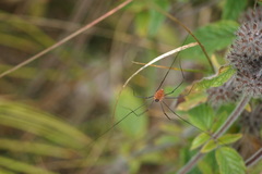 Leiobunum calcar