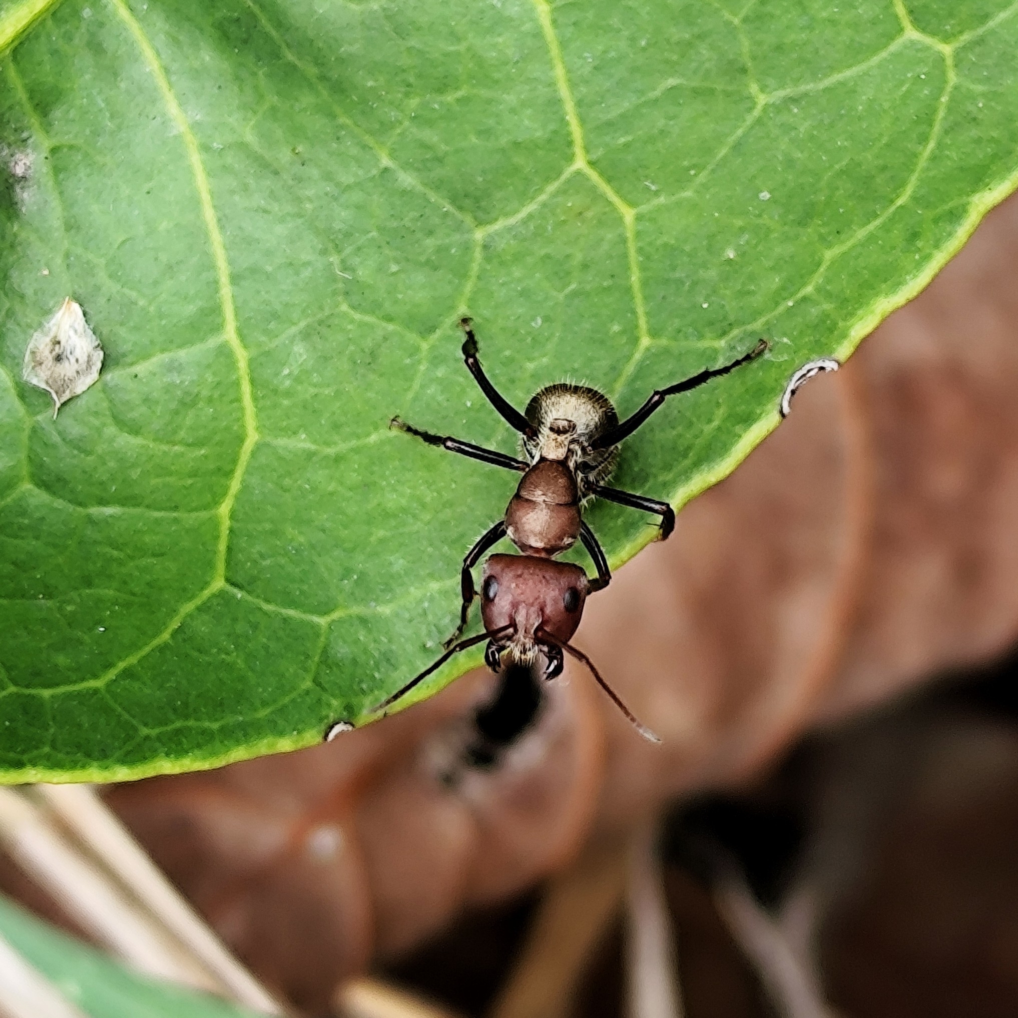 Camponotus puniceps