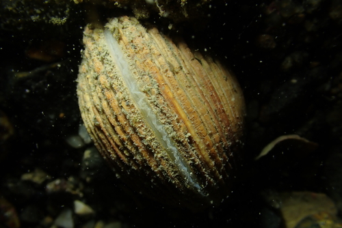 Venus verrucosa