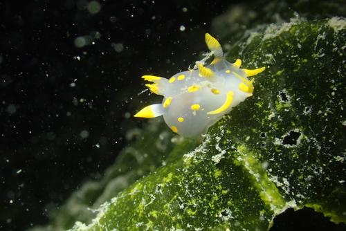 Polycera quadrilineata
