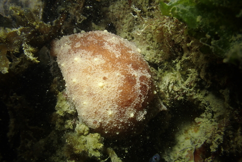 Geitodoris planata