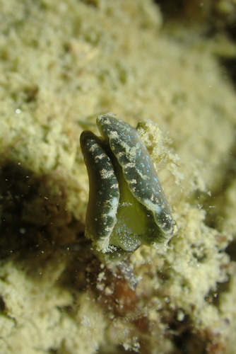 Elysia viridis