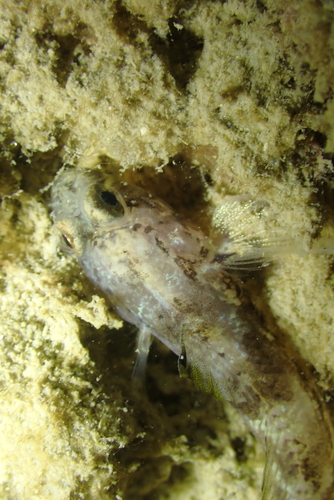 Gobius niger