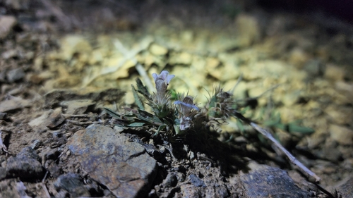 Lepidagathis trinervis