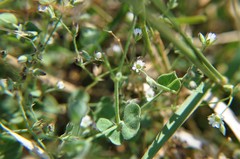 Drymaria villosa