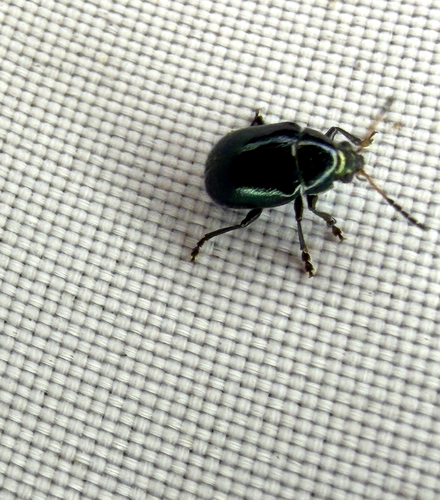 Texas Live Oak Leaf Beetle photo 5