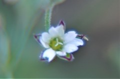 Drymaria villosa