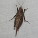 Pygmy Grasshoppers - Photo (c) Russell Pfau, some rights reserved (CC BY-NC), uploaded by Russell Pfau