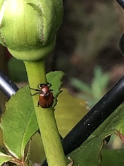 Attelabinae