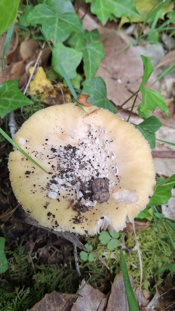 Amanita junquillea · May 2026 · photo: © cminda (iNaturalist, cc-by)