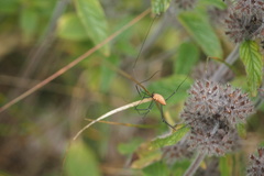 Leiobunum calcar