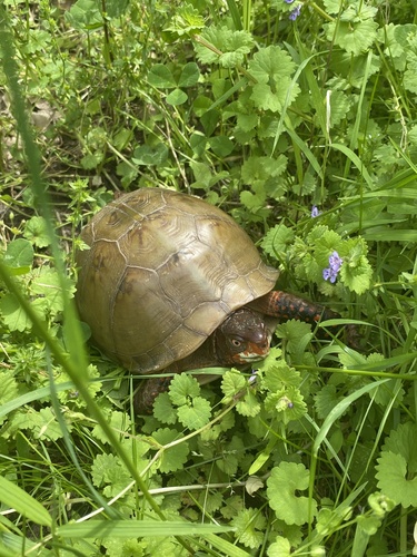 Terrapene triunguis