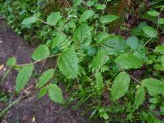 Prosartes hookeri