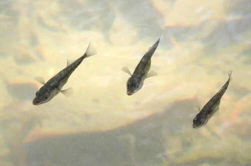 Gasterosteus aculeatus