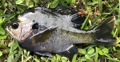 Lepomis macrochirus purpurascens