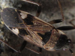 Panaorus csikii