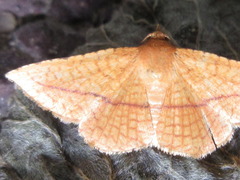 Striglina cancellata