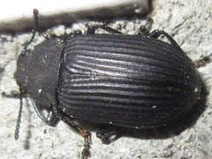 Heterotarsus carinula