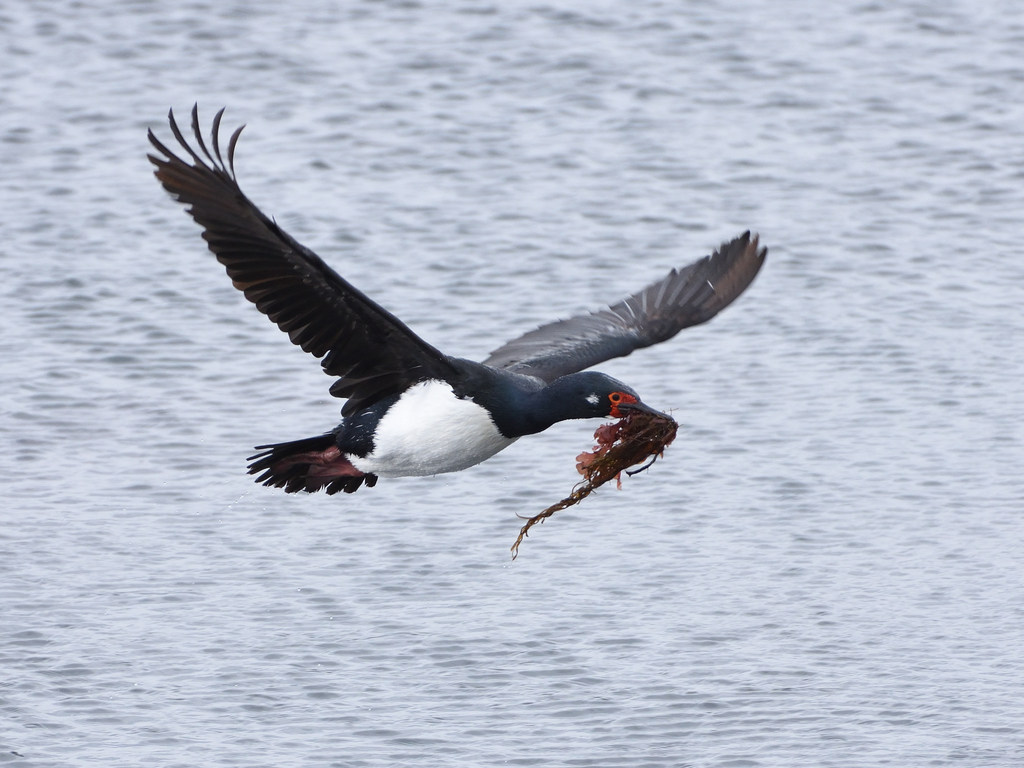 Magellanic Cormorant