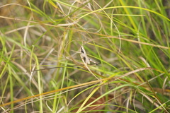 Chloealtis conspersa